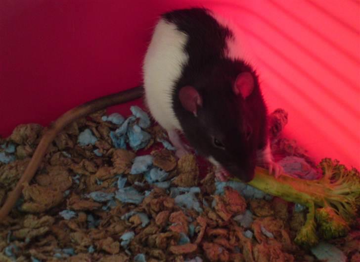 Tamrotte Stich billede 8