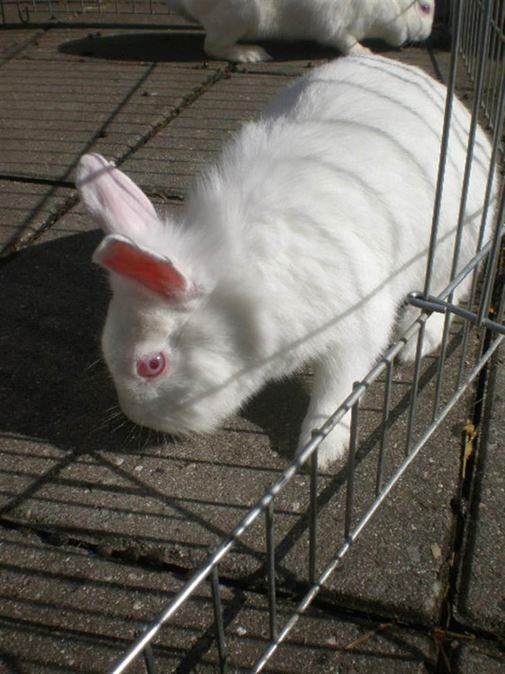 Kanin Snehvide billede 17