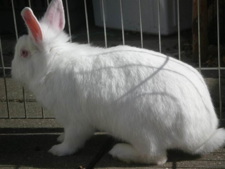 Kanin Snehvide billede 18