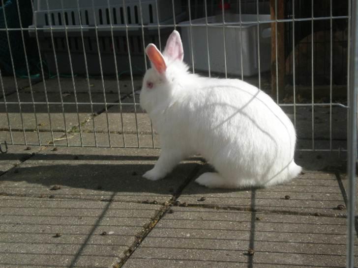 Kanin Snehvide billede 19