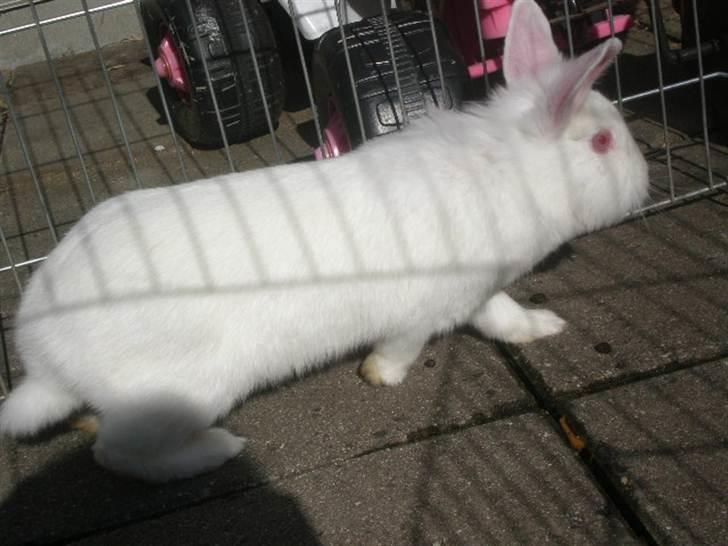 Kanin Snehvide billede 20