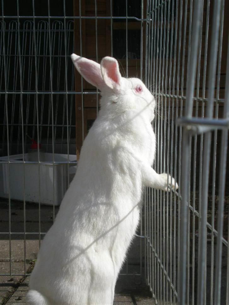 Kanin Stald Dall´s Sarabi billede 18