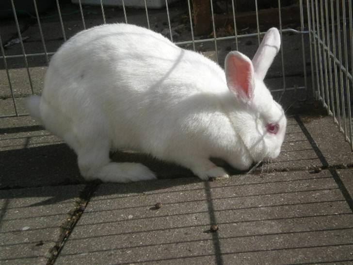 Kanin Stald Dall´s Sarabi billede 19