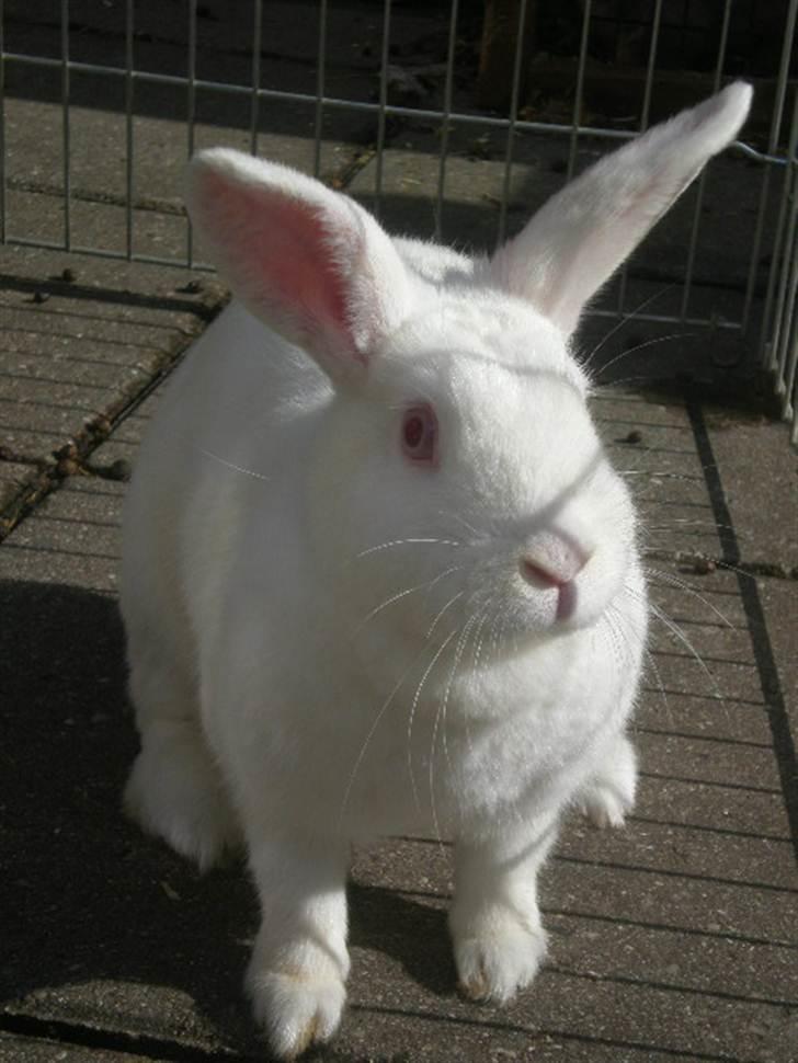 Kanin Stald Dall´s Sarabi billede 20