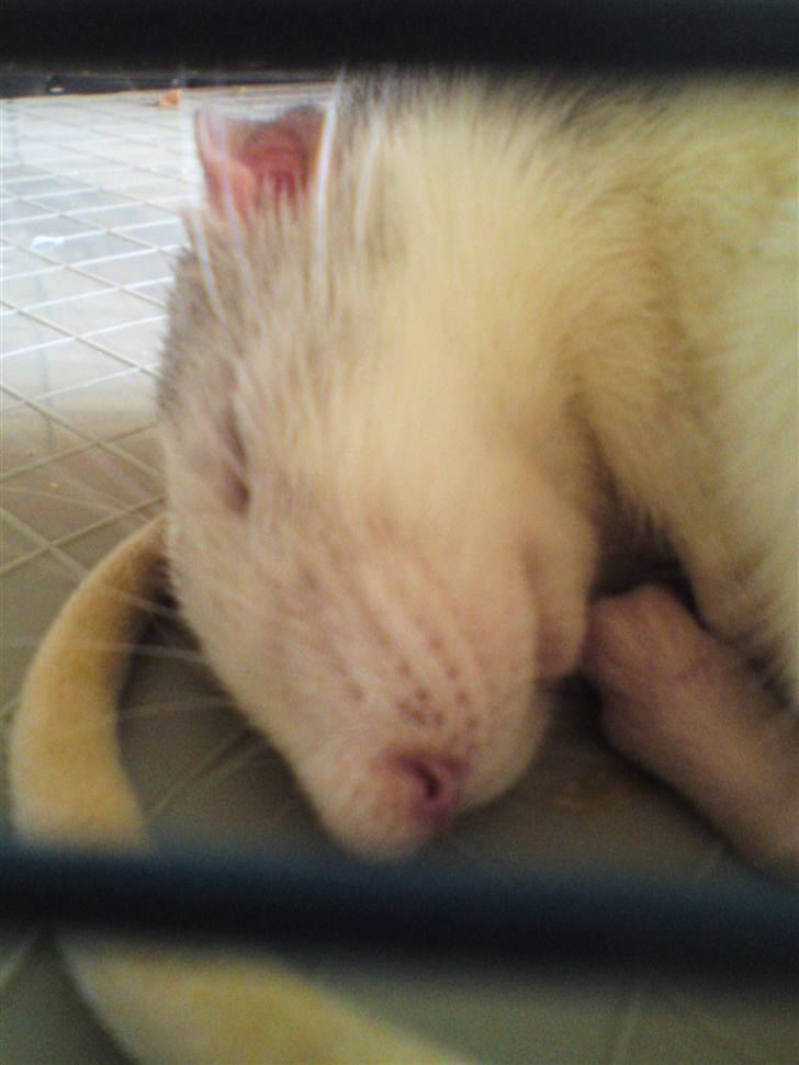 Tamrotte Benny billede 2