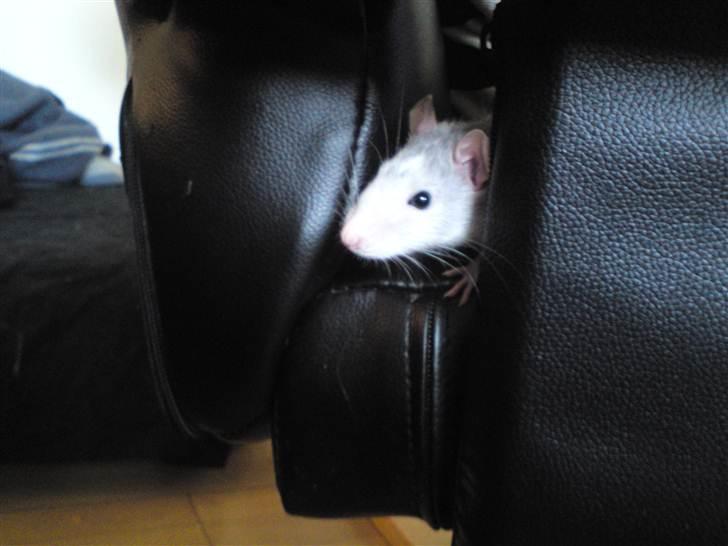 Tamrotte Benny billede 15