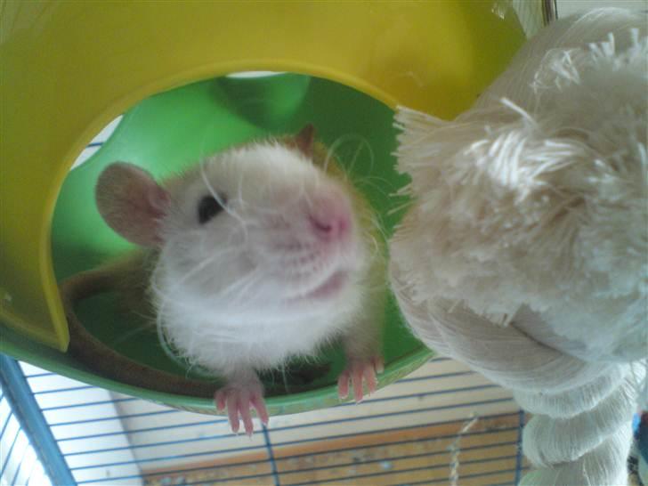 Tamrotte Boris billede 14