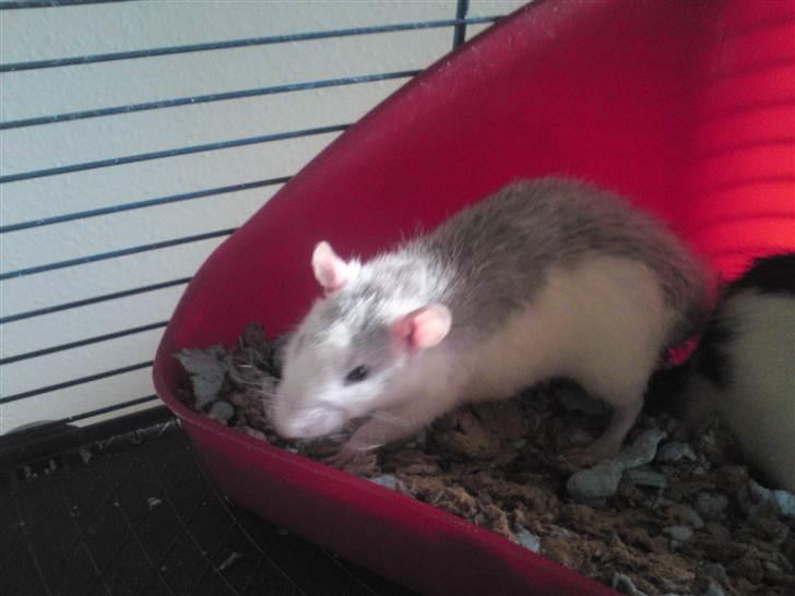 Tamrotte Boris billede 15