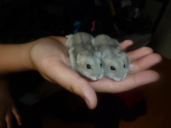 Dværghamster Molly - her er Molly og Frederikke <3 mine små søde dyr billede 9