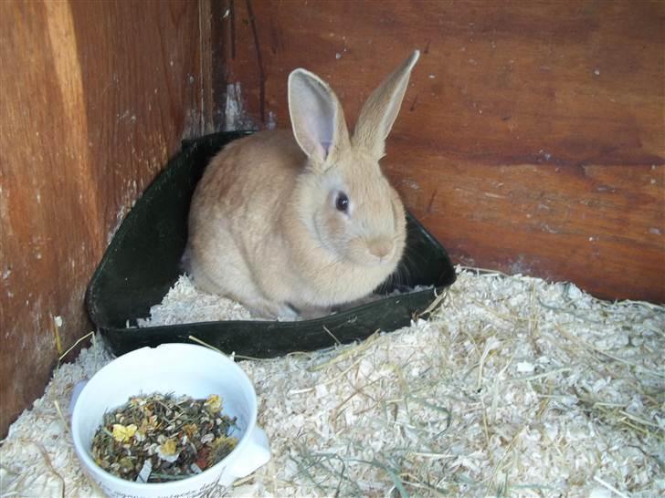 Kanin Stald trekløvers Domino  billede 16