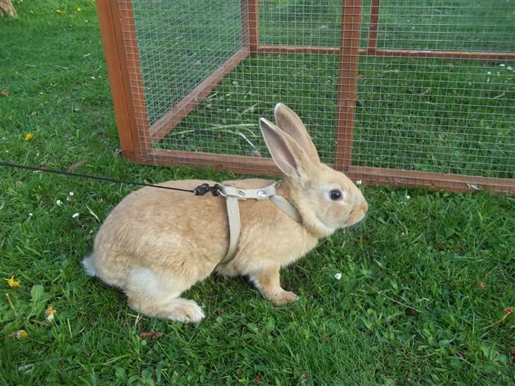 Kanin Stald trekløvers Domino  billede 17