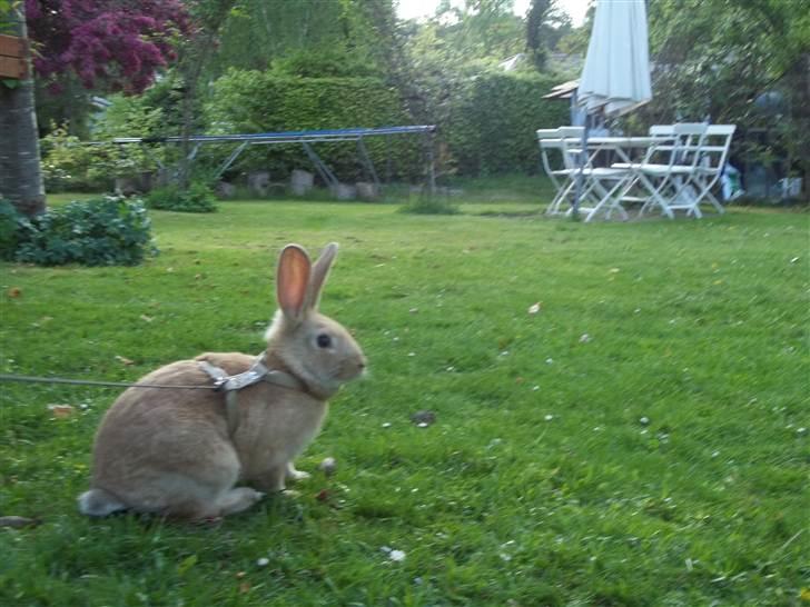 Kanin Stald trekløvers Domino  billede 18