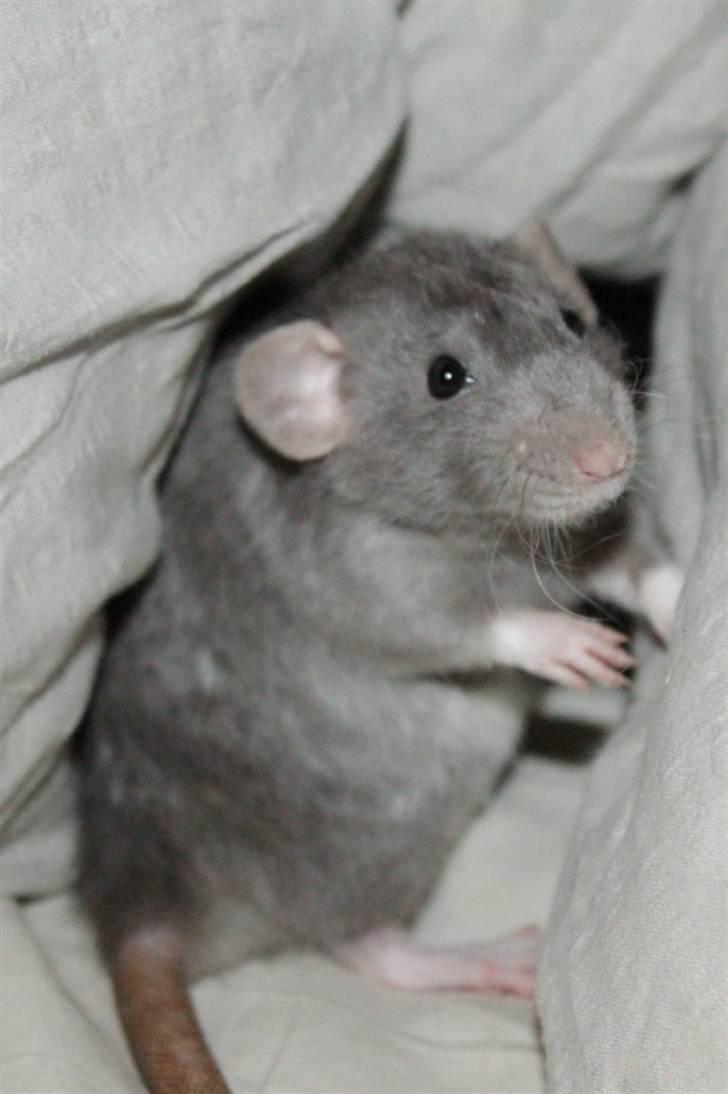 Tamrotte VictoyRats A Capella billede 11