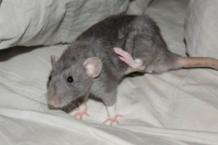 Tamrotte VictoyRats A Capella billede 12