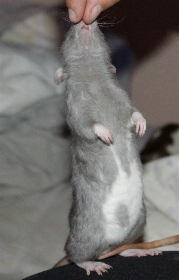 Tamrotte VictoyRats A Capella billede 13