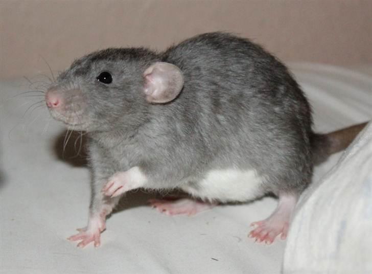 Tamrotte VictoyRats A Capella billede 14