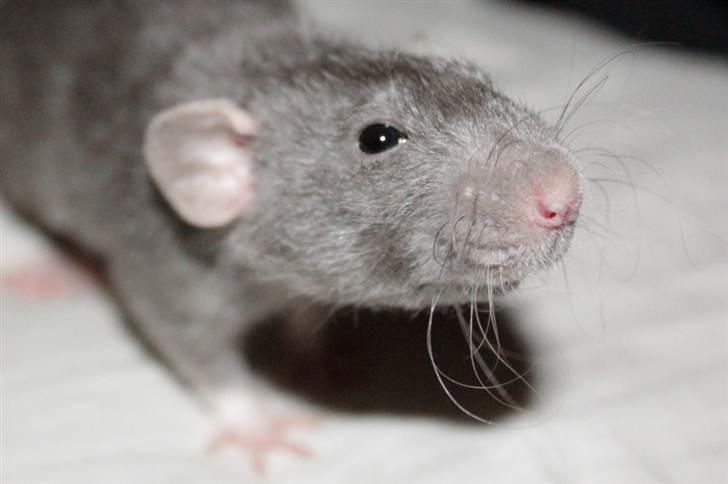 Tamrotte VictoyRats A Capella billede 15