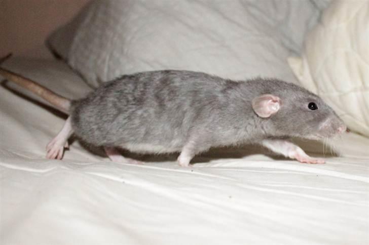 Tamrotte VictoyRats A Capella billede 16