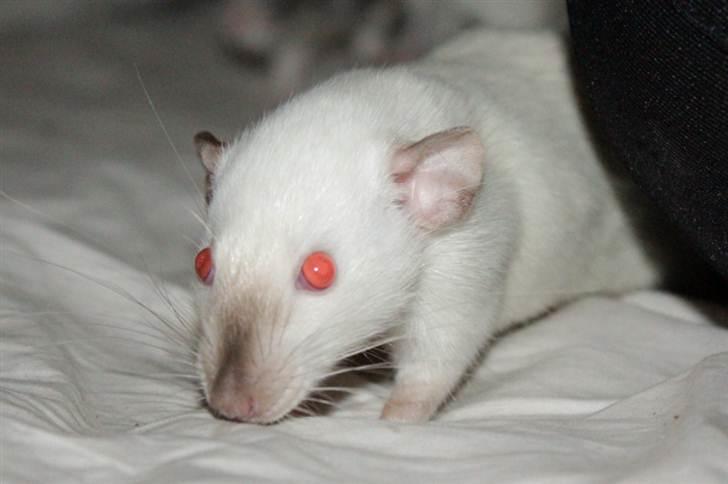 Tamrotte Wanted Roxy billede 14