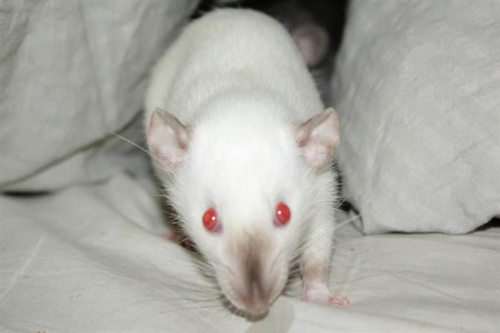 Tamrotte Wanted Roxy billede 15