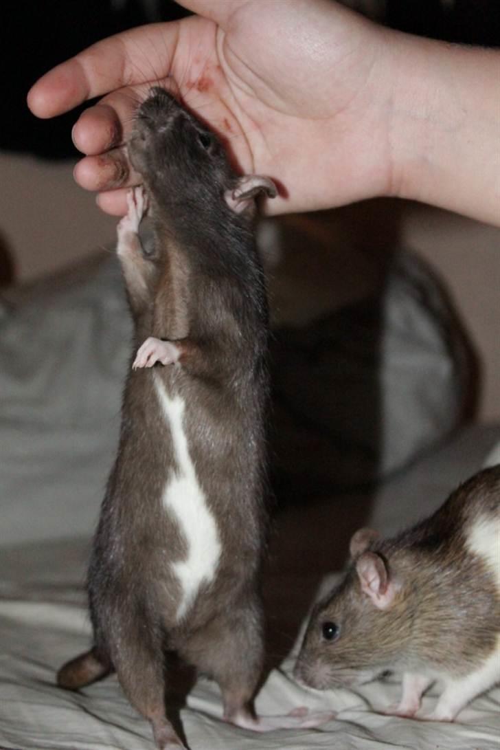 Tamrotte Artesia's Vanille billede 12