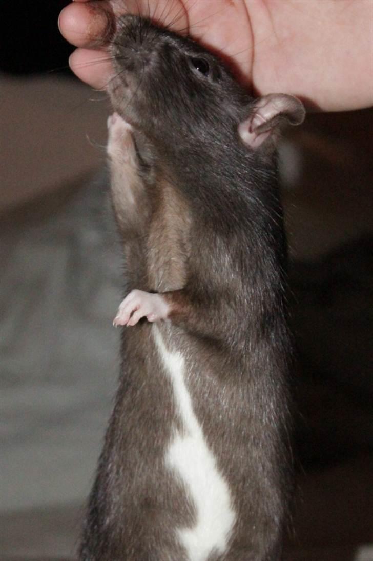 Tamrotte Artesia's Vanille billede 13