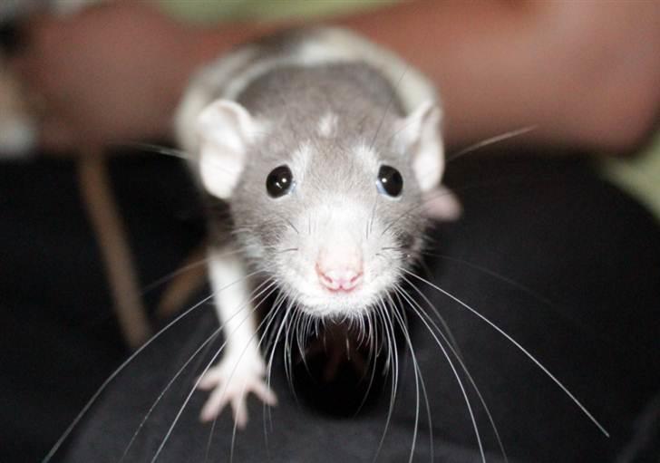 Tamrotte Snowie billede 12