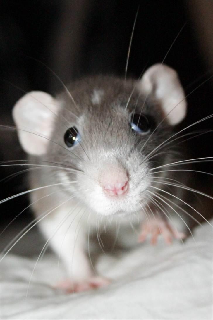 Tamrotte Snowie billede 13