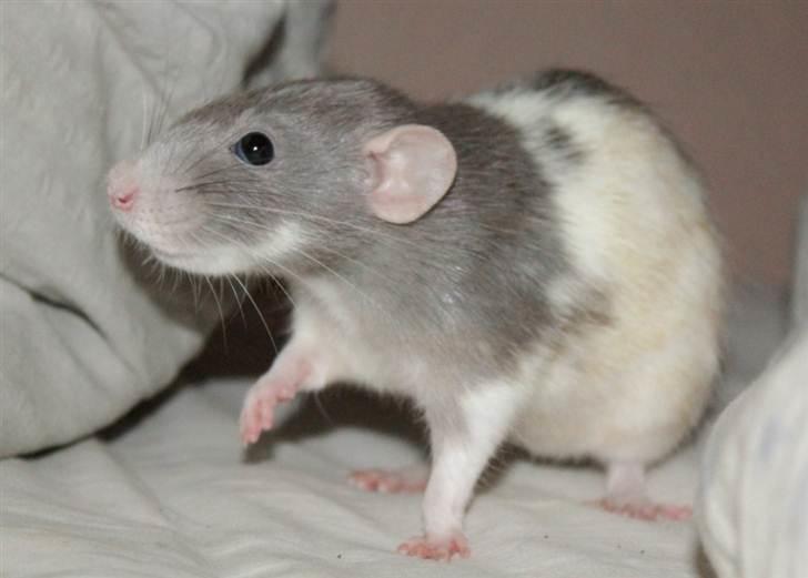 Tamrotte Snowie billede 1