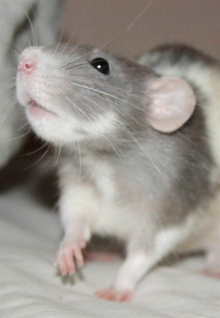 Tamrotte Snowie billede 14