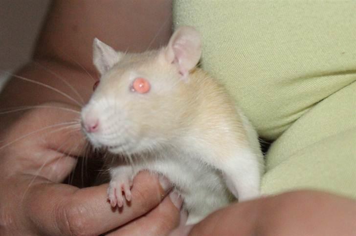 Tamrotte Artesia's Rikku billede 15