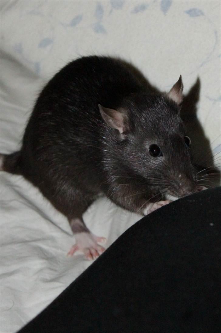 Tamrotte Artesia's Tifa billede 11