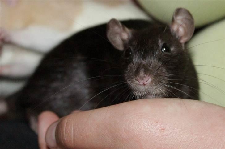 Tamrotte Artesia's Tifa billede 12