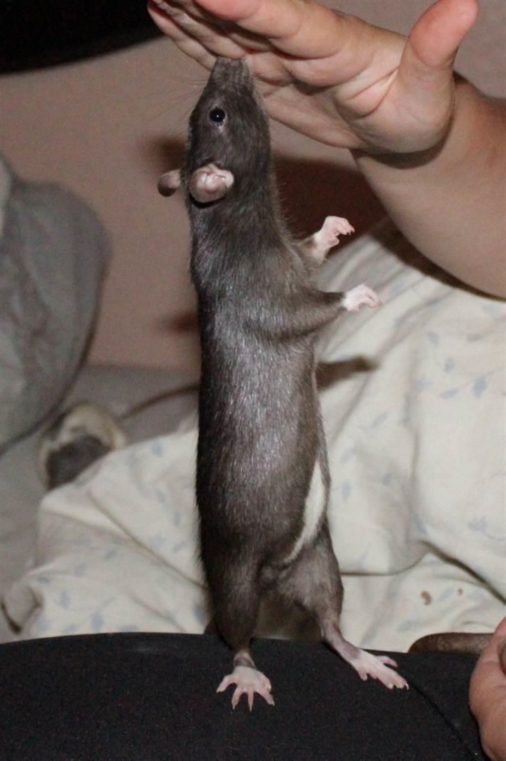 Tamrotte Artesia's Tifa billede 13