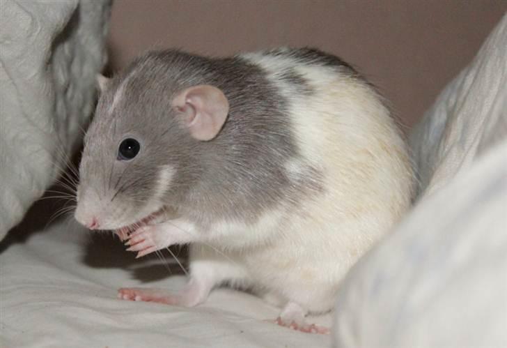 Tamrotte Snowie billede 15