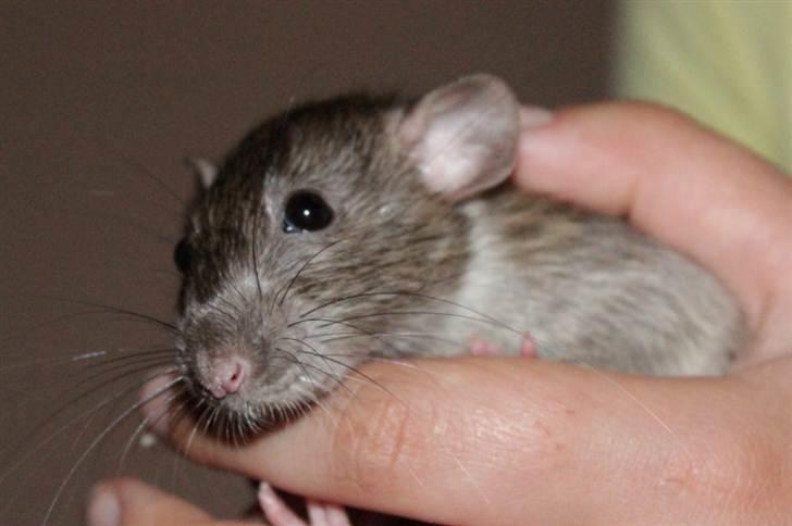 Tamrotte Cato's Omega billede 12