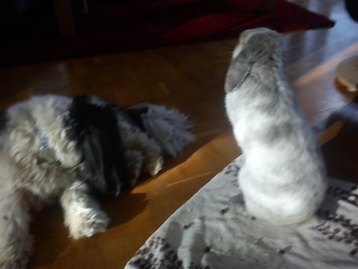 Kanin Nuller † R.I.P. - Beste venner<3 billede 14