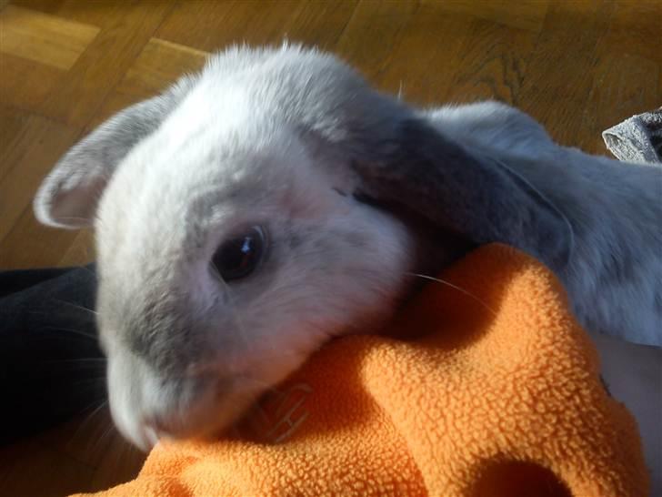 Kanin Nuller † R.I.P. - Den dufter godt billede 15