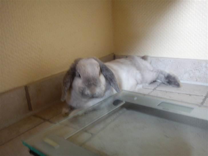 Kanin Nuller † R.I.P. - Ren afslapnig billede 4