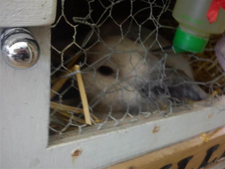 Kanin Nuller † R.I.P. - Ikke nu mor jeg er træt  billede 16