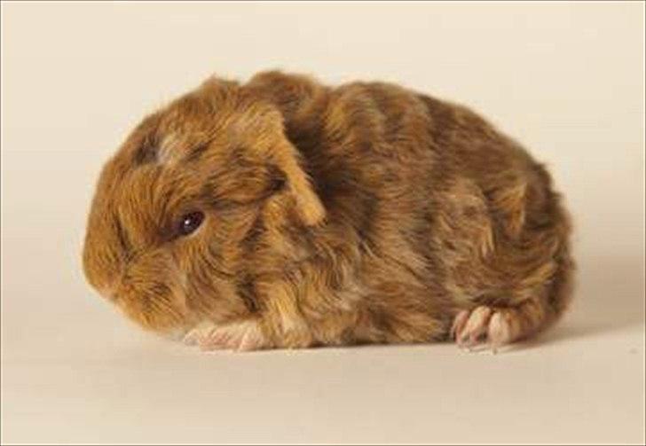 Marsvin Rosemary Little Feet <3 billede 1