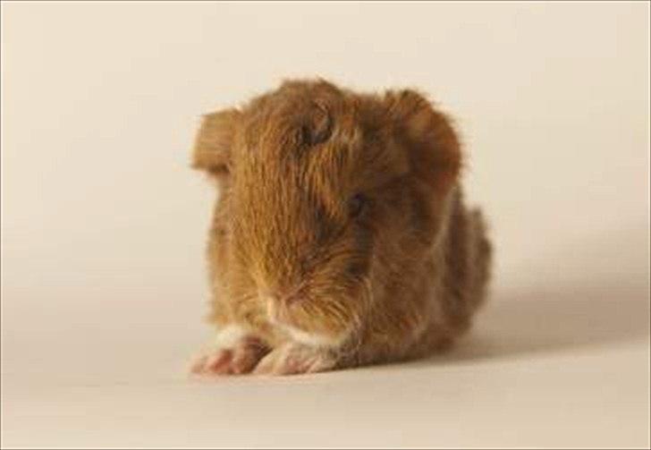 Marsvin Rosemary Little Feet <3 billede 2