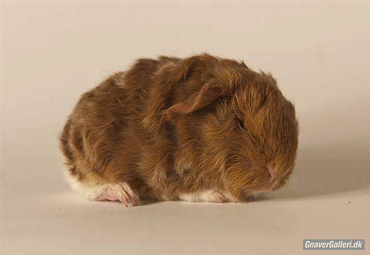 Marsvin Rosemary Little Feet <3 billede 3