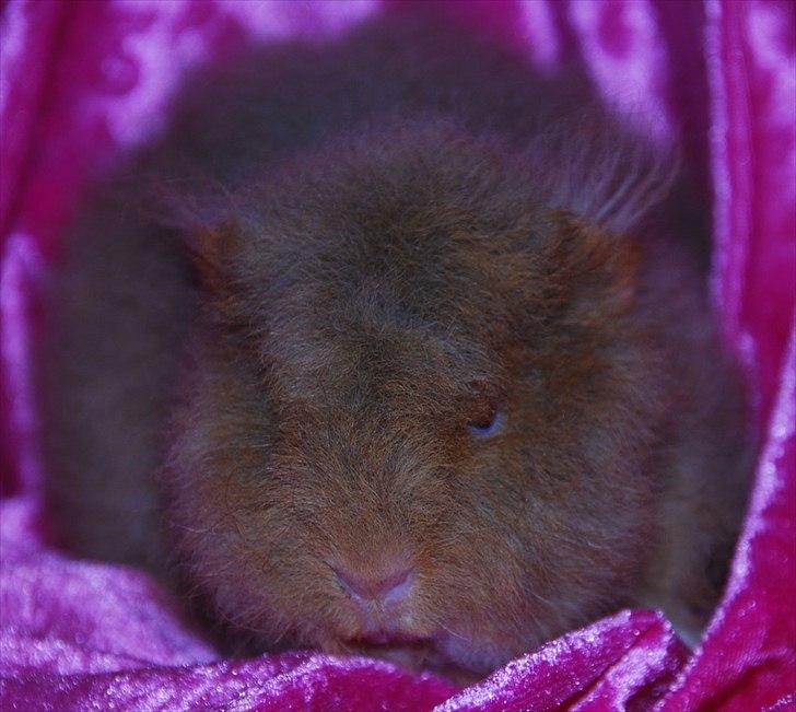 Marsvin Rosemary Little Feet <3 billede 4