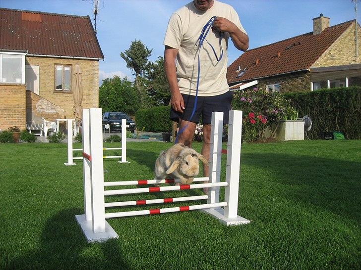 Kanin Sønderlund's Little Sweet Tokyo billede 2