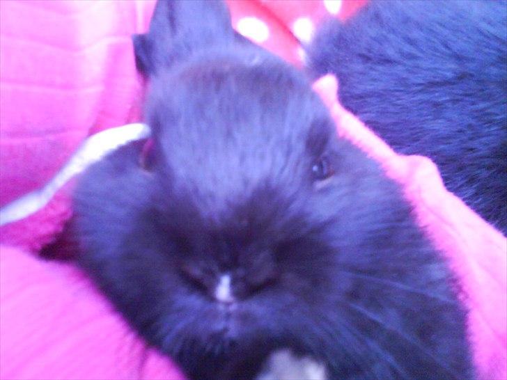 Kanin Little Miss Twister - lille baby :-) Billede: mig billede 6