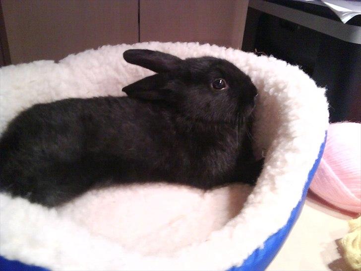 Kanin Little Miss Twister - Twister den dag jeg fik hende :-) Billede: mig billede 18