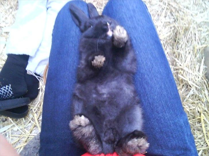 Kanin Little Miss Twister - Twister en dag jeg var over, at besøge hende før jeg fik hende hjem :-) Billede: mig billede 19