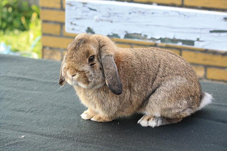 Kanin Zentas Magnus billede 4