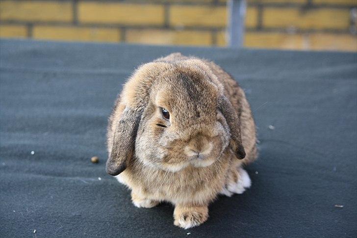 Kanin Zentas Magnus billede 1